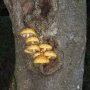 Champignons (pas ceux que l'on mangera ce soir)